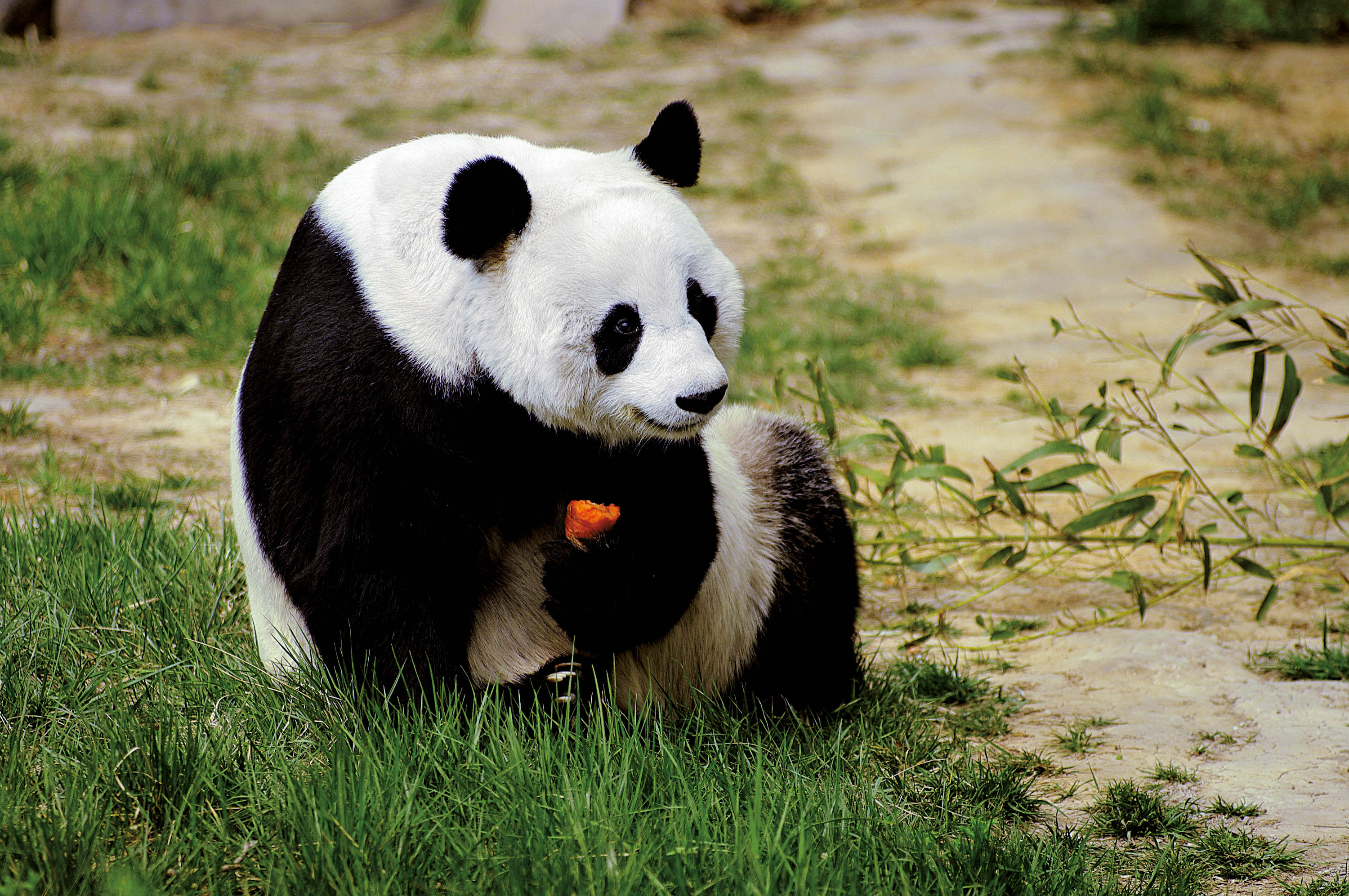 中国大熊猫保护研究中心-三联生活网